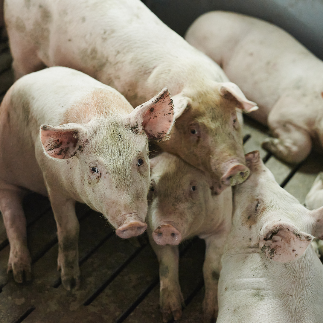 Brazil Record Pig Slaughter In The Second Quarter Of 2021 Swine News