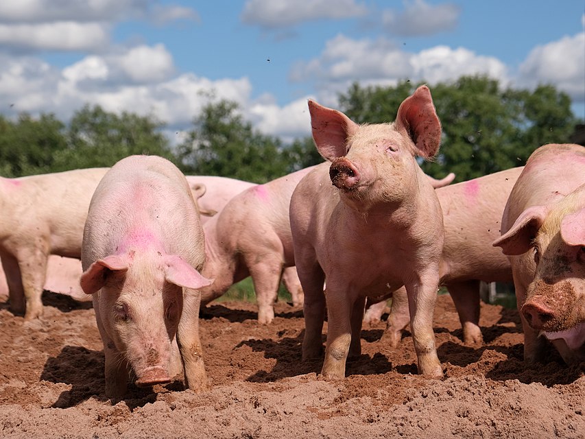 UK Denies The Presence Of FMD And Swine Vesicular Disease Swine News