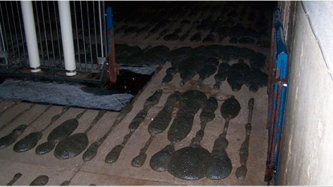 Foam creeping up through slatted flooring.