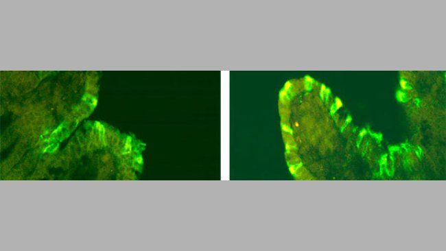 PEDV immunofluorescence in pigs inoculated with CV777