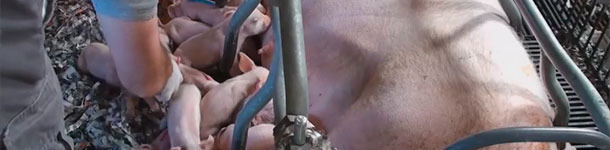 Disturbing the piglets that are sleeping next to the udder during lactation may encourage intake