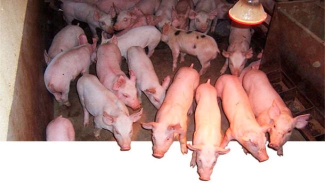 Growth and finisher pig traits are moderately heritable