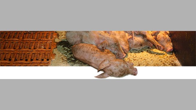 Suckling piglets severely affected by PEDV in a piglet producing farm in southern Germany