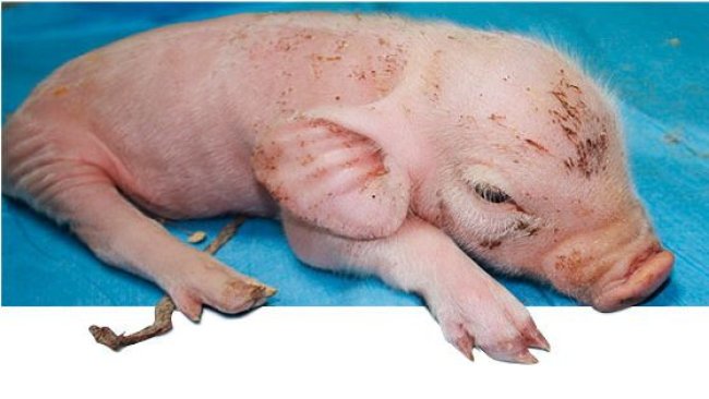 Affected piglet