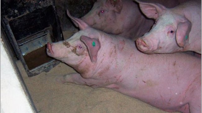 Desperdicio de pienso