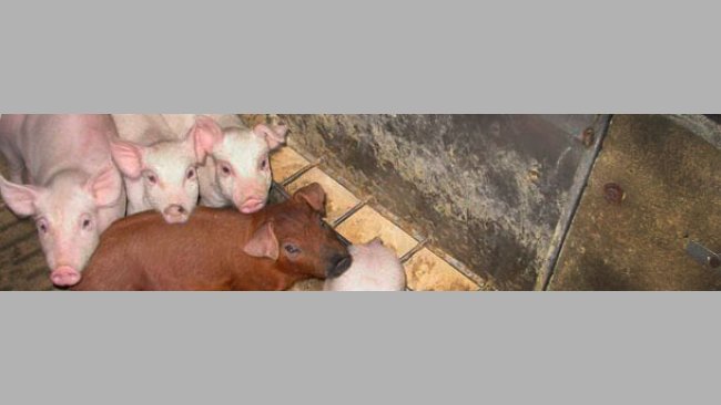 Aspects of gastrointestinal tract immunity around weaning