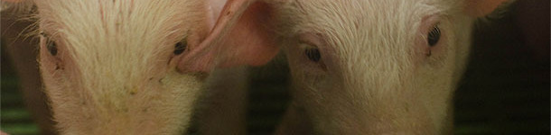 Anorexia in weaned piglets
