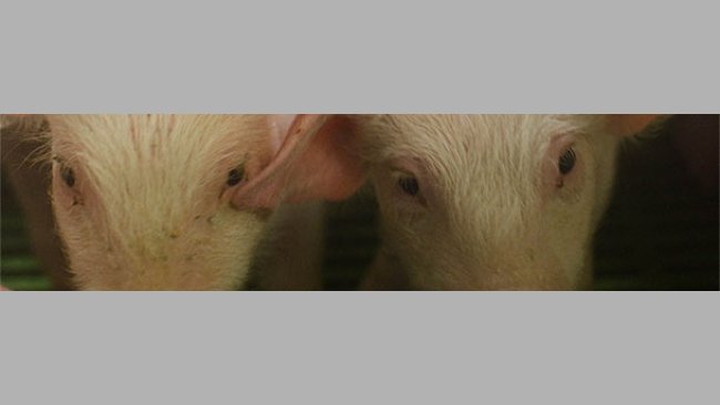 Anorexia in weaned piglets