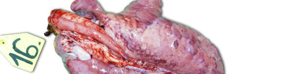 Lungs of a piglet exterminated 14 days PI, inoculated with higly pathogenic Type I subtype 3 strain Lena