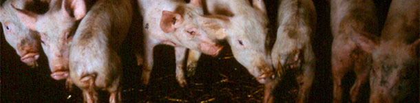 Weaned pigs with diarrhoea, showing varying degrees of weight loss and dehydration