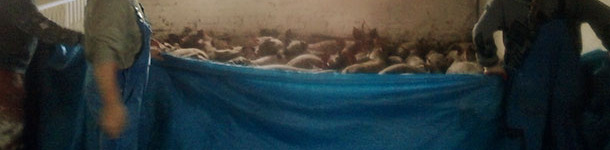 Using a tarpaulin to crowd pigs together 3