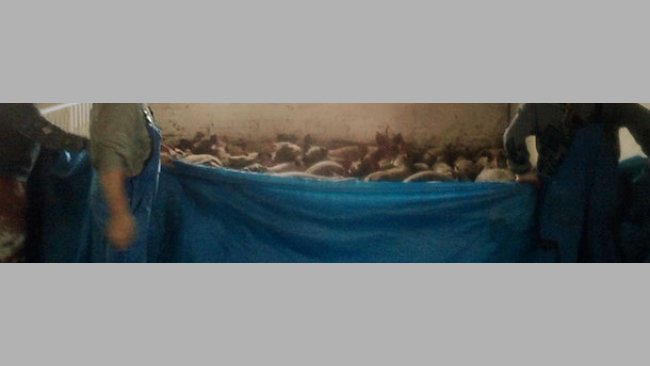 Using a tarpaulin to crowd pigs together 3