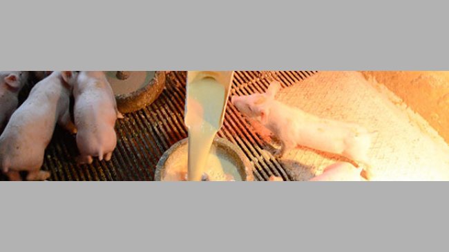 Manual milk dispensing in feeding pans in transition