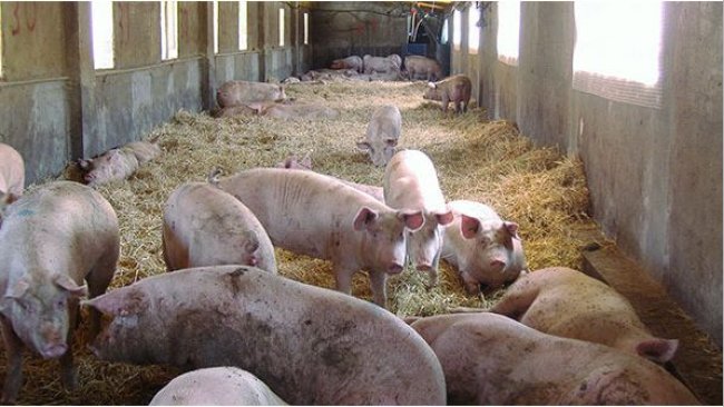 Provision of bedding material