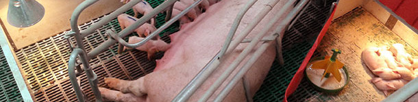 Very home-made (improvable) system for sequential nursing