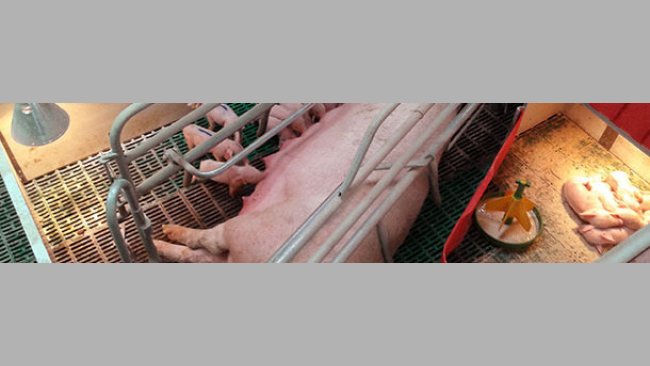 Very home-made (improvable) system for sequential nursing