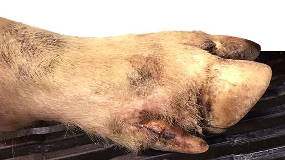 Minor coronary band, interdigital and foot pad lesions in most of the lame pigs