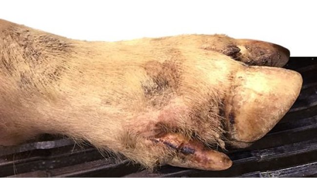 Minor coronary band, interdigital and foot pad lesions in most of the lame pigs