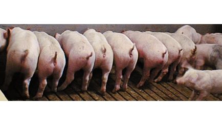 Post-weaning E. coli immunity