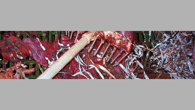 Rake for picking placentas