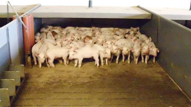 Partially slatted solid floors are now quite common on many farms