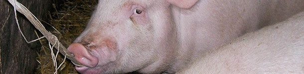 Fattener chewing the rope.