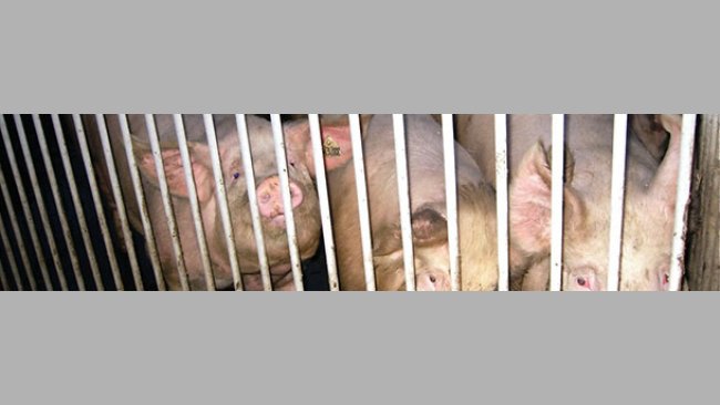 Health protocols for replacements