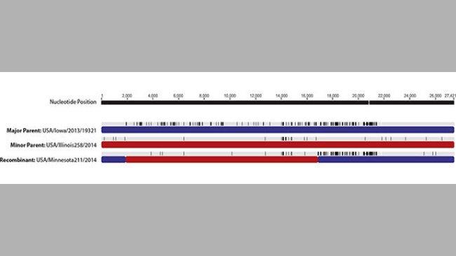 Genome recombination areas of PEDv