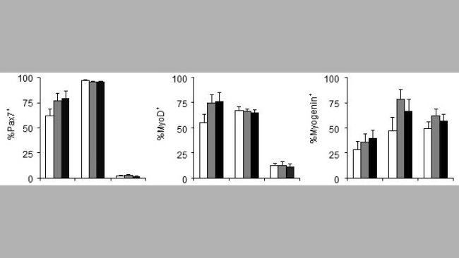 Dietary phosphate treatment effects on genes governing satellite cell proliferation (Pax7) and differenation