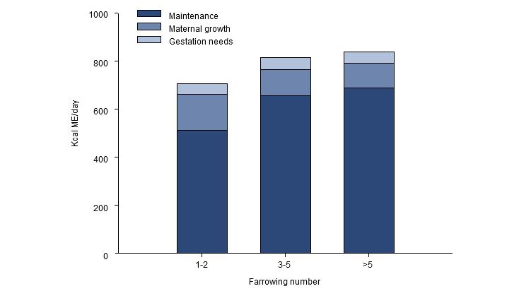 Distribution of the energy needs (ME, kcal / day) during the last 2.5 months of gestation for a young, adult or old sow.