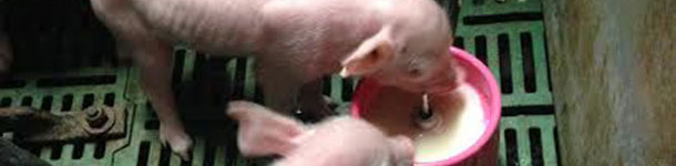 Piglets given a milk supplement