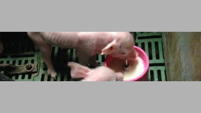 Piglets given a milk supplement