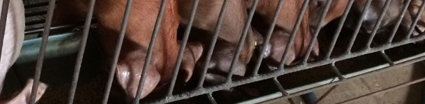 Nutritional management in the nursery 1