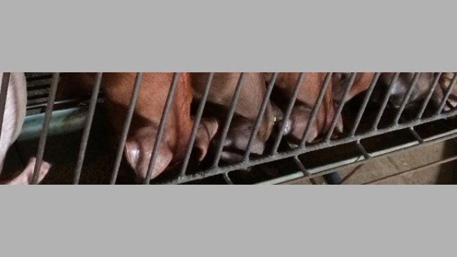 Nutritional management in the nursery 1