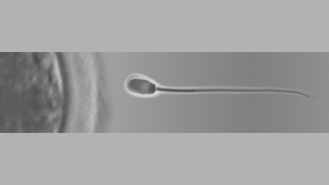 New section on pig reproduction 1