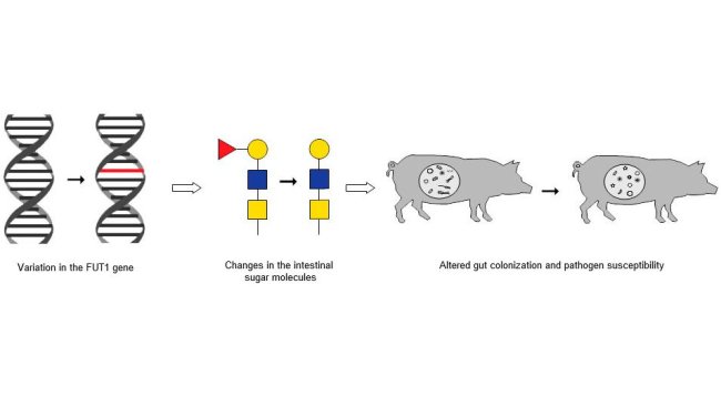 The chain of events that links a known variation in the FUT1 gene to changes in intestinal sugar molecules and in altered gut colonization and pathogen susceptibility.