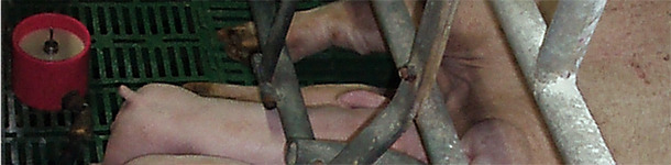 The milk supplement does not replace the dam's milk, but supplements it.