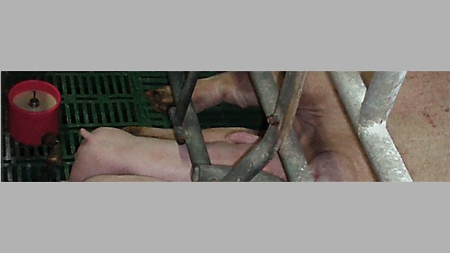 The milk supplement does not replace the dam's milk, but supplements it.