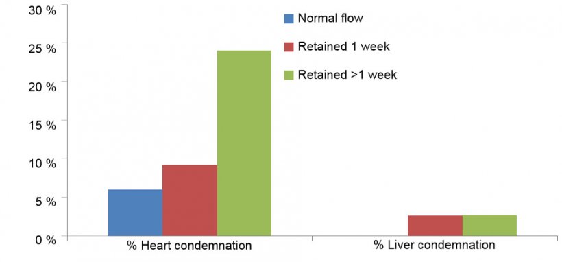 Heart and liver condemnations for the different flows of pigs