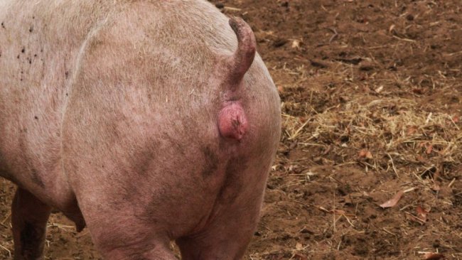 Oestrus in the gilt synchronised following the use of altrenogest