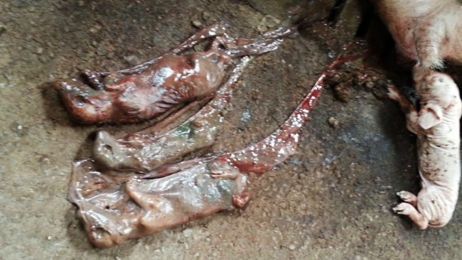 Mummies of different sizes caused by parvovirus infection and premature farrowing caused by PRRSv in the farrowing unit.