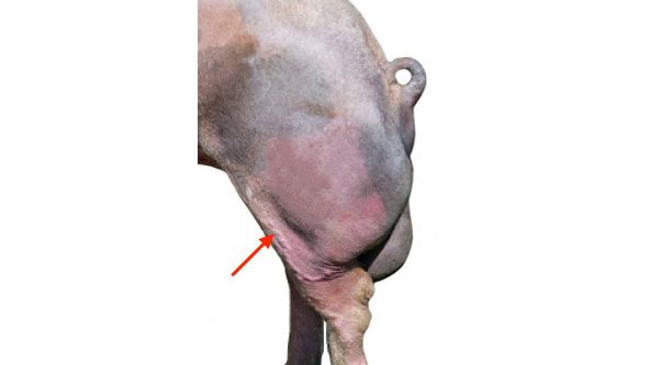 What fractions of the ejaculate are used for AI doses in pigs