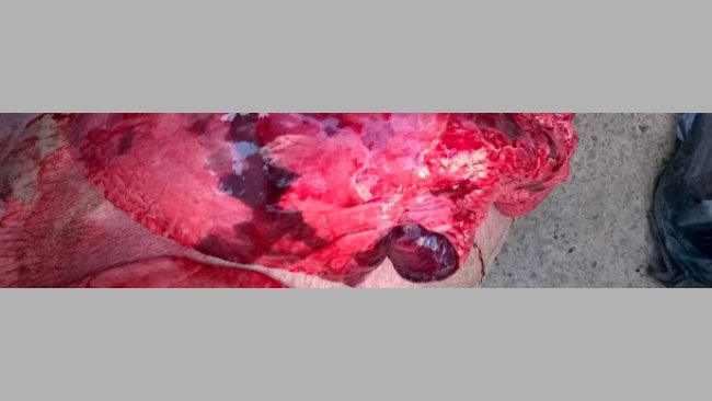 Necropsy lesions consistent with enzootic pneumonia, influenza, PRRS and other bacterial infections