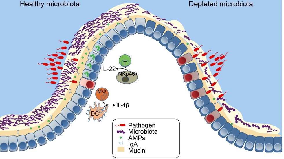 The mucosal defenses of the GI tract