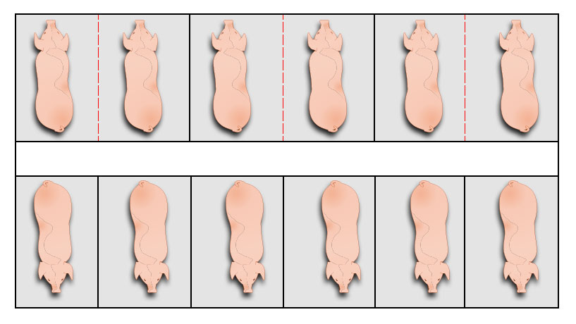 Elimination of partitions between farrowing pens