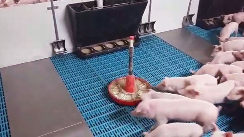 Choice feeding consists of providing different feeds at the same time for a few specific days, either a lacto-initiator and a pre-starter or a pre-starter and a starter, so that the piglet itself chooses which proportions of each feed to eat.
