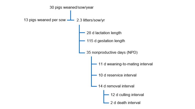 Fig. 1 Inter-relationship between NPD and other performance factors in a productivity tree for 30 pigs weaned per sow per year.
