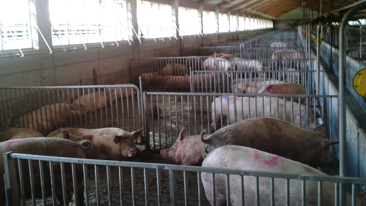 Pregnant sows in pens
