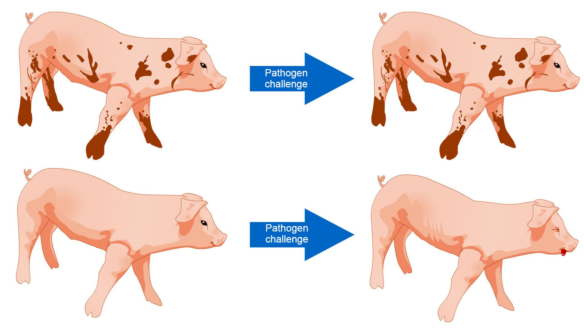 Figure 1. Pigs exposed to an environment with more microbes are better able to tolerate a disease challenge as a result of a diverse microbial community and more robust immune system.
