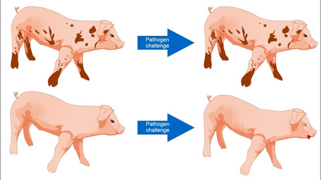 Figure 1. Pigs exposed to an environment with more microbes are better able to tolerate a disease challenge as a result of a diverse microbial community and more robust immune system.